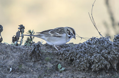 Lark Sparrow