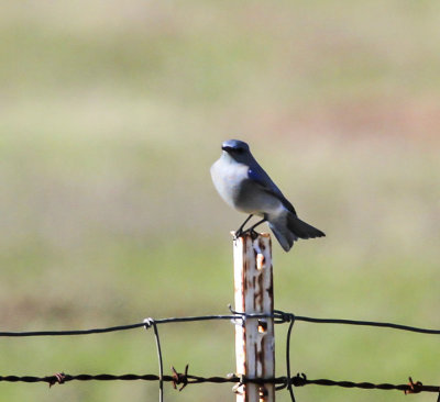 Mountain Bluebird