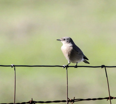 Mountain Bluebird