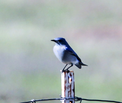 Mountain Bluebird