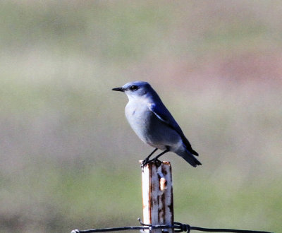 Mountain Bluebird