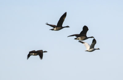 Snow Goose
