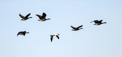 Snow Goose
