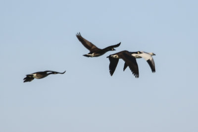 Snow Goose