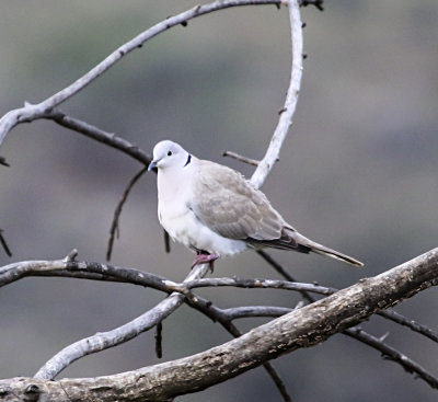 Eurasian-collared-Dove