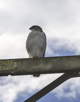Ferrugenous Hawk