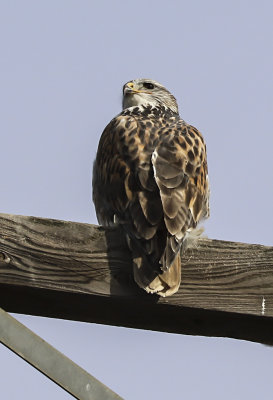 Ferrugenous Hawk