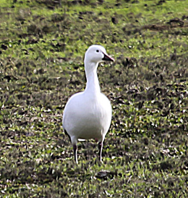 Snow Goose