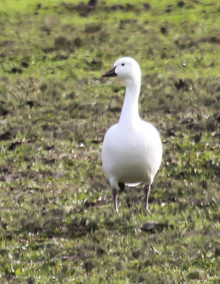 Snow Goose