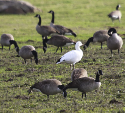 Snow Goose