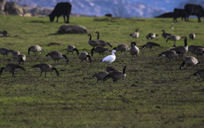 Snow Goose