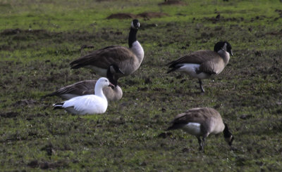 Snow Goose