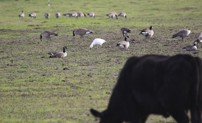 Snow Goose