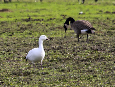 Snow Goose
