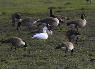 Snow Goose
