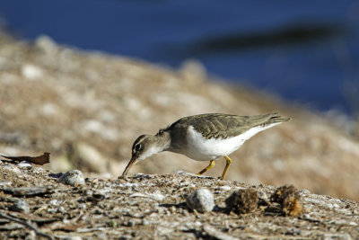 Spotted Sandpiper