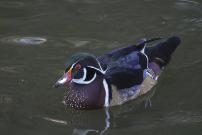 Wood Duck