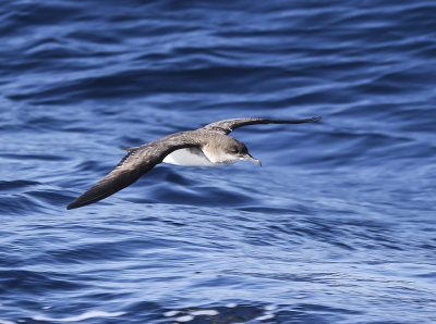 Black-vented Shearwater