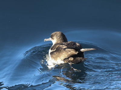 Black-vented Shearwater