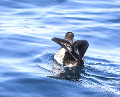 Black-vented Shearwater