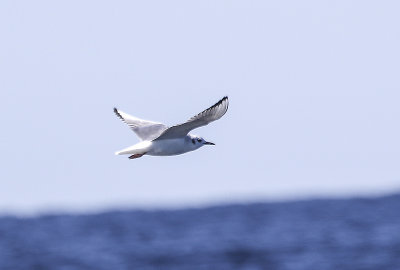 Bonaparte's Gull