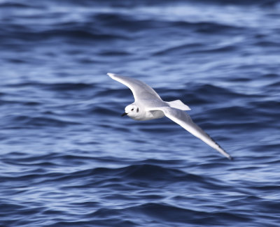 Bonaparte's Gull