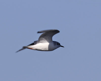Bonaparte's Gull