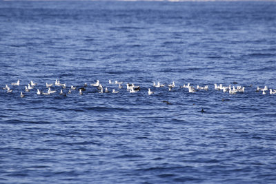 Bonaparte's Gull