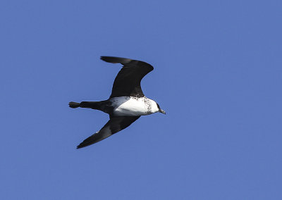 Parasitic Jaeger