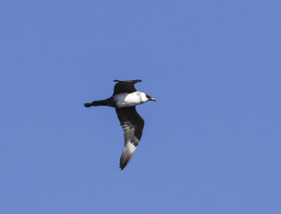 Parasitic Jaeger