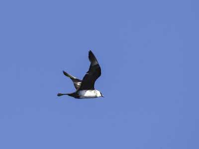 Parasitic Jaeger