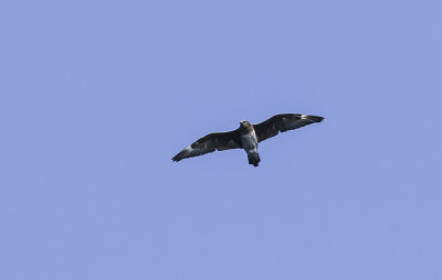 Parasitic Jaeger