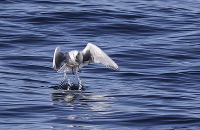 Bonaparte's Gull