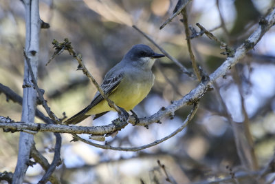 Cassin's Kingbird