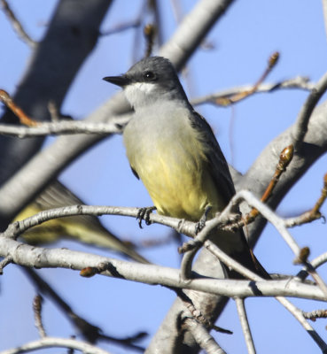 Cassin's Kingbird