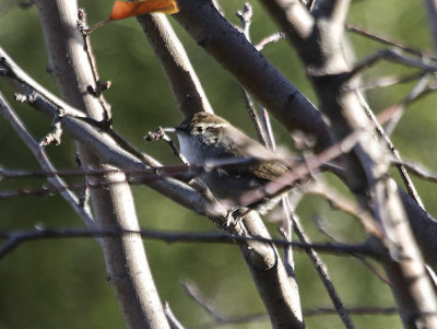 Bewick's Wren