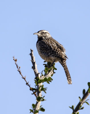 Cactus Wren