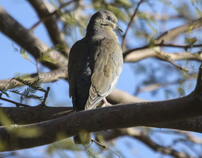 Band-tailed Pigeon