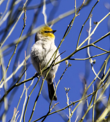 Verdin