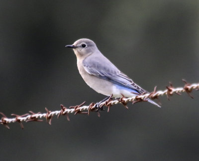 Mountain Bluebird