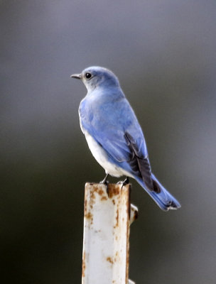 Mountain Bluebird