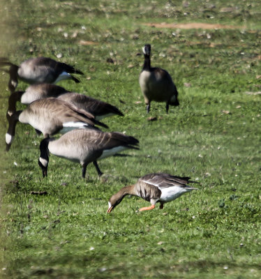 Greater-White fronted Goose