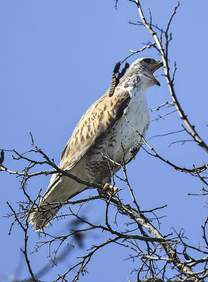 Ferruginous Hawk