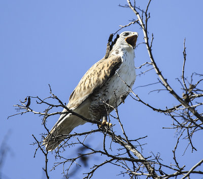 Ferruginous Hawk