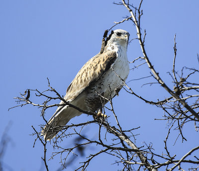 Ferruginous Hawk