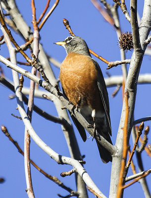 American Robin