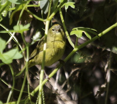 Orange-crowned Warbler 