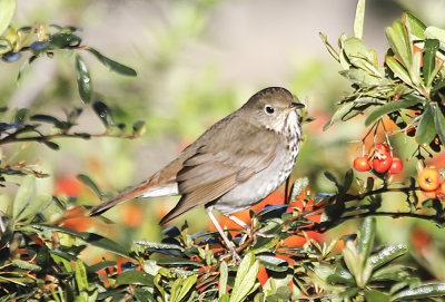 Hermit Thrush