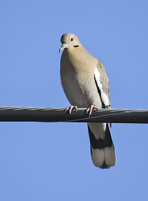 White-winged Dove