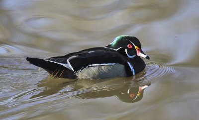 Wood Duck